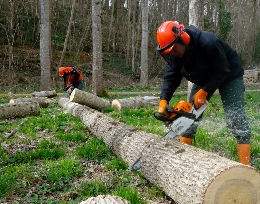 Découpe de troncs d'arbre par les bac pro forêt en Sarthe