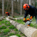 Découpe de troncs d'arbre par les bac pro forêt en Sarthe