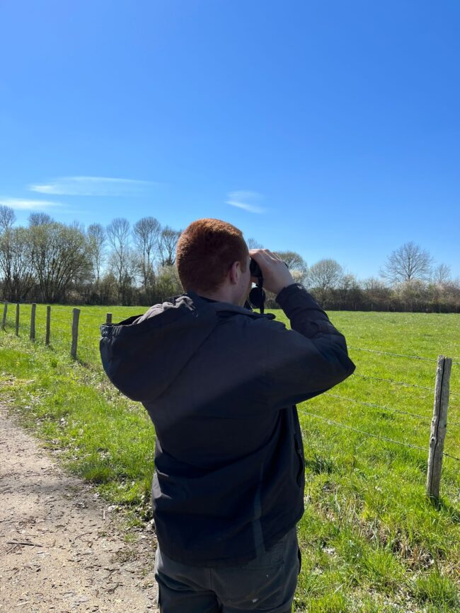 comptage courlis cendré